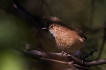Crested Hornero on the branches of a tree between light and shadow.