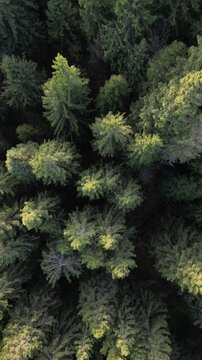 Gurnigel Wald Dronen Video, Schweiz