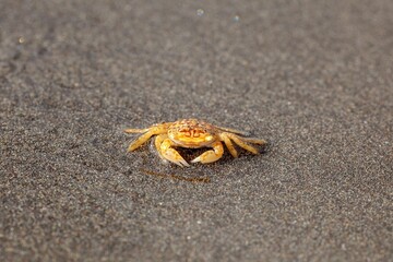 The pelagic crab Planes minutus