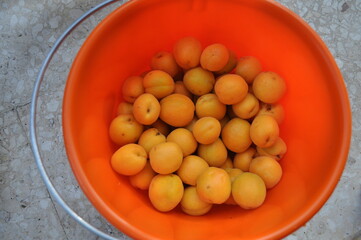 The delicious fresh Apricot or Golden Apple for a healthy diet