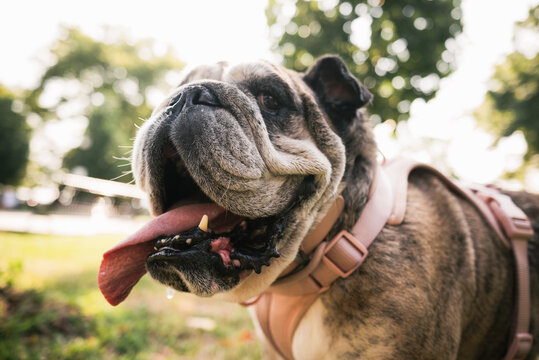 Bulldog panting in the park
