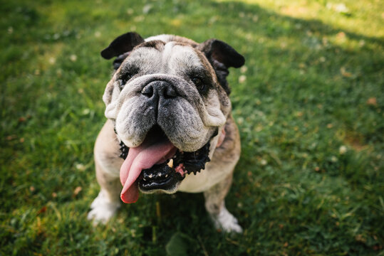 Smiling bulldog sitting on grass

