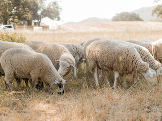 Sheep grazing in a field 