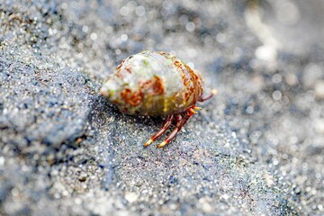 Hermit crab, Clibanarius aequabilis, with a shell on a rock