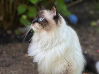 Ragdoll Cat