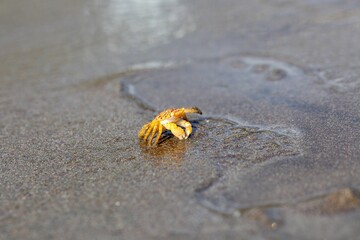 The pelagic crab Planes minutus