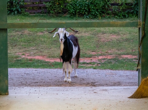 Adorable goat