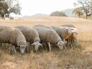 Fototapeta premium Sheep grazing on a field 