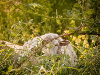 Sheep grazing on a field 