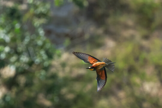 European bee-eater (Merops apiaster)