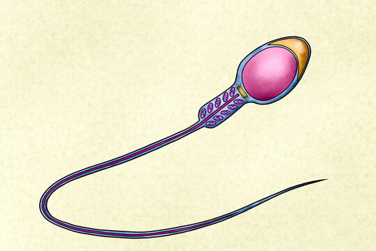 Illustation of a sperm cell