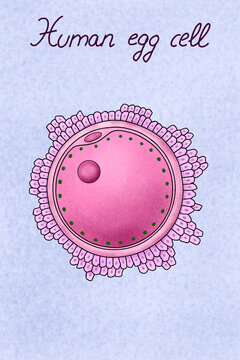 Illustration of human egg cell with the anatomic parts
