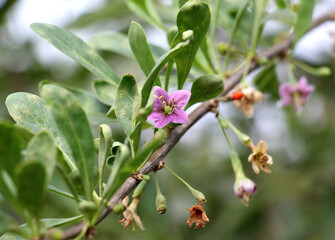 Flowering Lycium barbarum