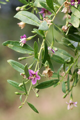 Flowering Lycium barbarum