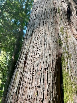 Small woodpecker holes in bark of old growth yellow cedar