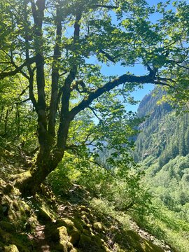 Moss covered Bigleaf maple tree in mountains (Acer macrophyllum)