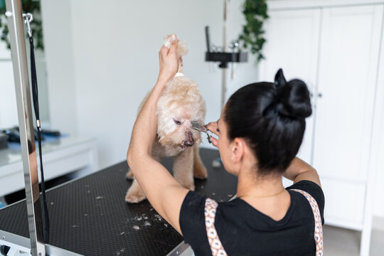 Dog groomer trimming hair around eyes of small dog in salon