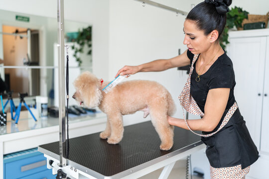 Professional dog groomer brushing toy poodle in salon