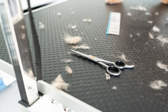 Professional grooming scissors lying on a table covered with dog hair