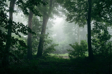 Mysterious dark green forest with fog