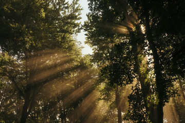 Sun rays through mist at sunset