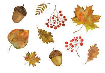 Autumn set with maple leaves, rowan branches with leaf, oak leaf and acorn. Isolated elements on white background.