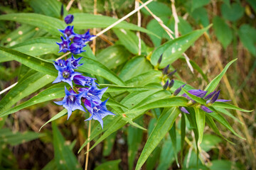 Tralci di bellissimi fiori blu violetti in montagna