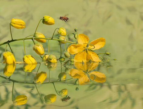 Bee in flight approaching yellow flowers.