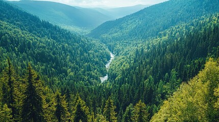 Fototapeta premium A valley in a forest with a river running through it is seen from this viewpoint