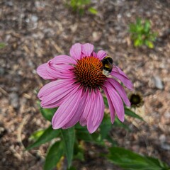 butterfly on a flower