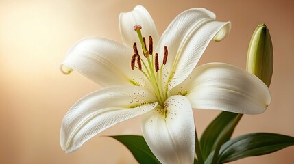 Obraz premium White flower in vase on pink walls