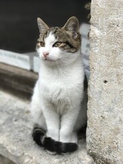 cat on the wall