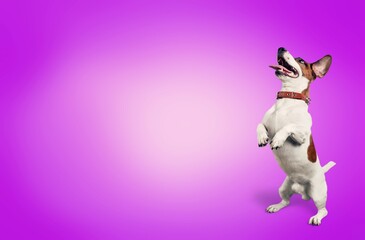 Happy young dog pet on clear background