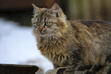 gray tabby cat. beautiful, fluffy kitten on the street. gray kitten walks in the winter. pet. homeless animal. stray cat. veterinary theme. photo close-up