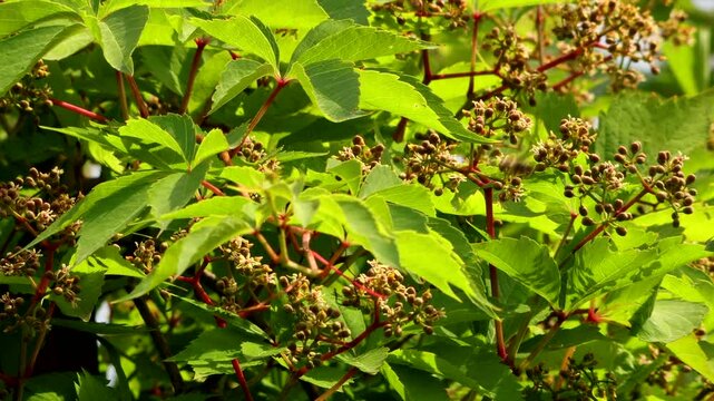 Video recording of wild vine flowers being pollinated by honey bees