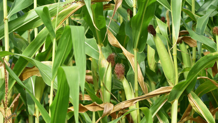 ears of corn and green leaves on a field background close-up. Corn farm. A selective focus picture of corn cob in organic corn field. concept of good harvest, agricultural. farmland
