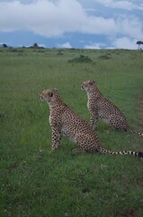 Two cheetahs hunting, cuddling and cleaning each other in the wild. Wildlife safari, 2 cheetahs, leopards, animal print, cute animals, love, animals cuddling, African safari, maasai mara, kenya
