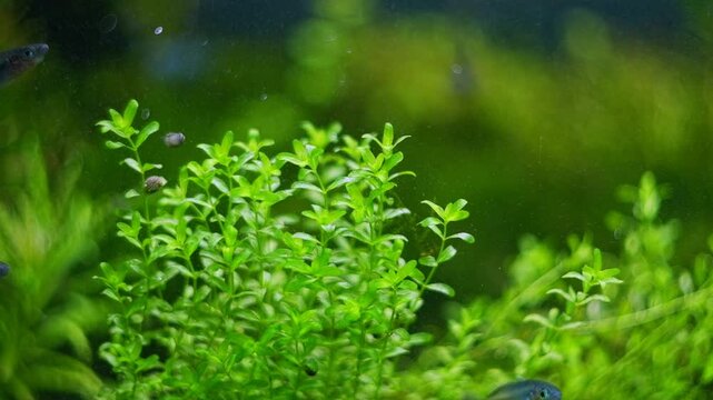 Hemianthus pearlweed, juvenile Boesemani rainbowfish in Amano style planted iwagumi aquascape aquadesign, bright LED light, tropical aquatic plant care, explore and research concept, blur background