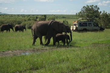 Family of elephants walking through grasslands in Kenya, Africa, Tanzania. Wildlife safari photography, travel, African safari, Mother elephant, Father elephant, Baby elephant, male, female, infant