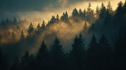   A dense forest covers the fog-shrouded hillside, its towering trees lost amidst the low-lying clouds