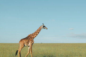 Family of giraffes walking through grasslands in Kenya, Africa, Tanzania. Wildlife safari photography, travel, African safari, Mother giraffe, Father giraffe, Baby giraffe, male, female, blue skies