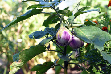 Thai eggplant. rotonda bianca sfumata di rosa. Fresh Thai Purple round eggplant. healthy food, vegetarianism. ripe vegetable on a branch in the garden, green leaves. on the farm. good harvest