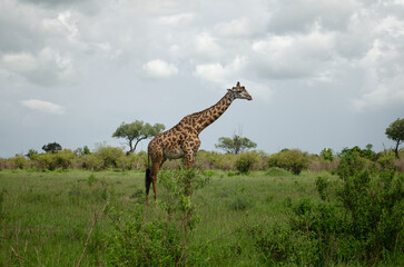 Obraz premium Family of giraffes walking through grasslands in Kenya, Africa, Tanzania. Wildlife safari photography, travel, African safari, Mother giraffe, Father giraffe, Baby giraffe, male, female, blue skies