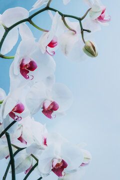 orchid in bloom