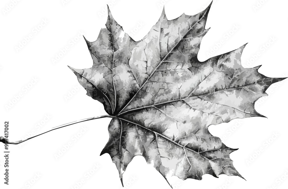 Poster a linear vector of a maple leaf.