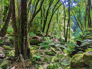 El Cubo de la Galga Laurel forest wood, La Palma island, Canary islands, Spain
