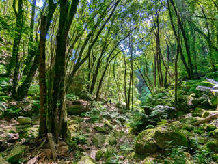 El Cubo de la Galga Laurel forest wood, La Palma island, Canary islands, Spain