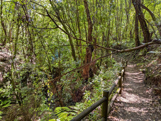 El Cubo de la Galga Laurel forest wood, La Palma island, Canary islands, Spain