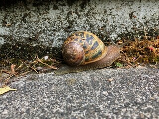 snail on mossy concrete