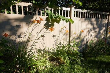 Flowers blooming in the backyard